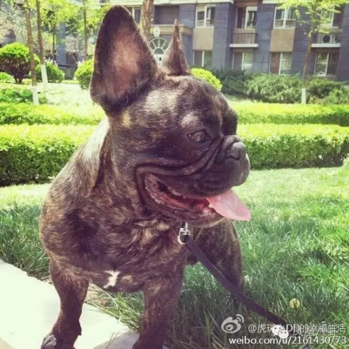 宋喆以自家斗牛犬的名號開了微博，網(wǎng)友據(jù)此照片定位到了他生活的小區(qū)